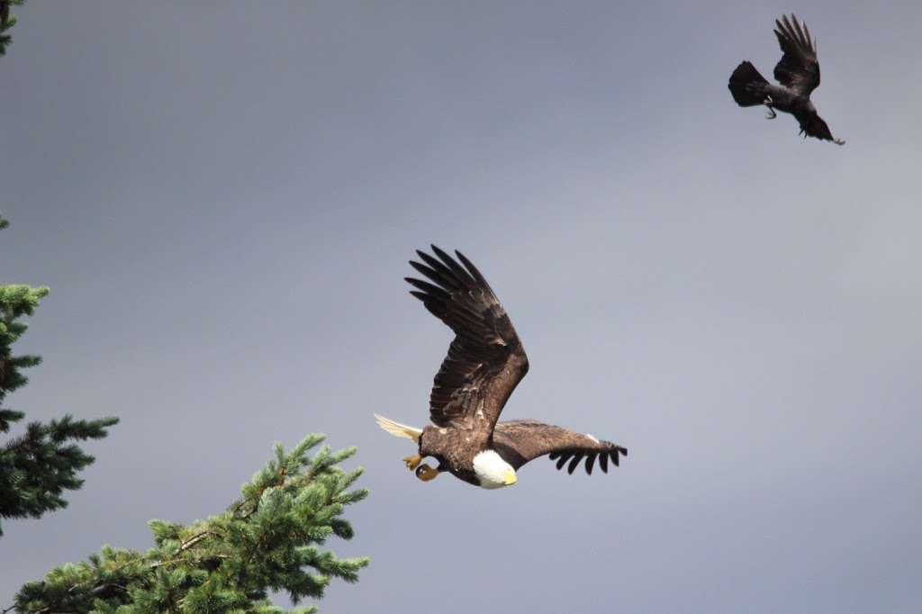 Blue Back Community Park | 3121 Tyee Crescent, Nanoose Bay, BC V9P 9H9, Canada | Phone: (250) 390-4111