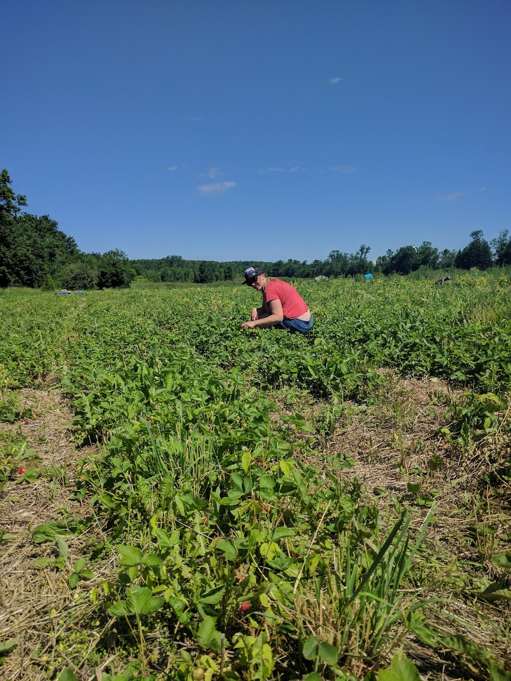 Wiseacres Organic Farm | 2029 Centreville Rd #1809, Centreville, ON K0K 1N0, Canada | Phone: (613) 378-2583