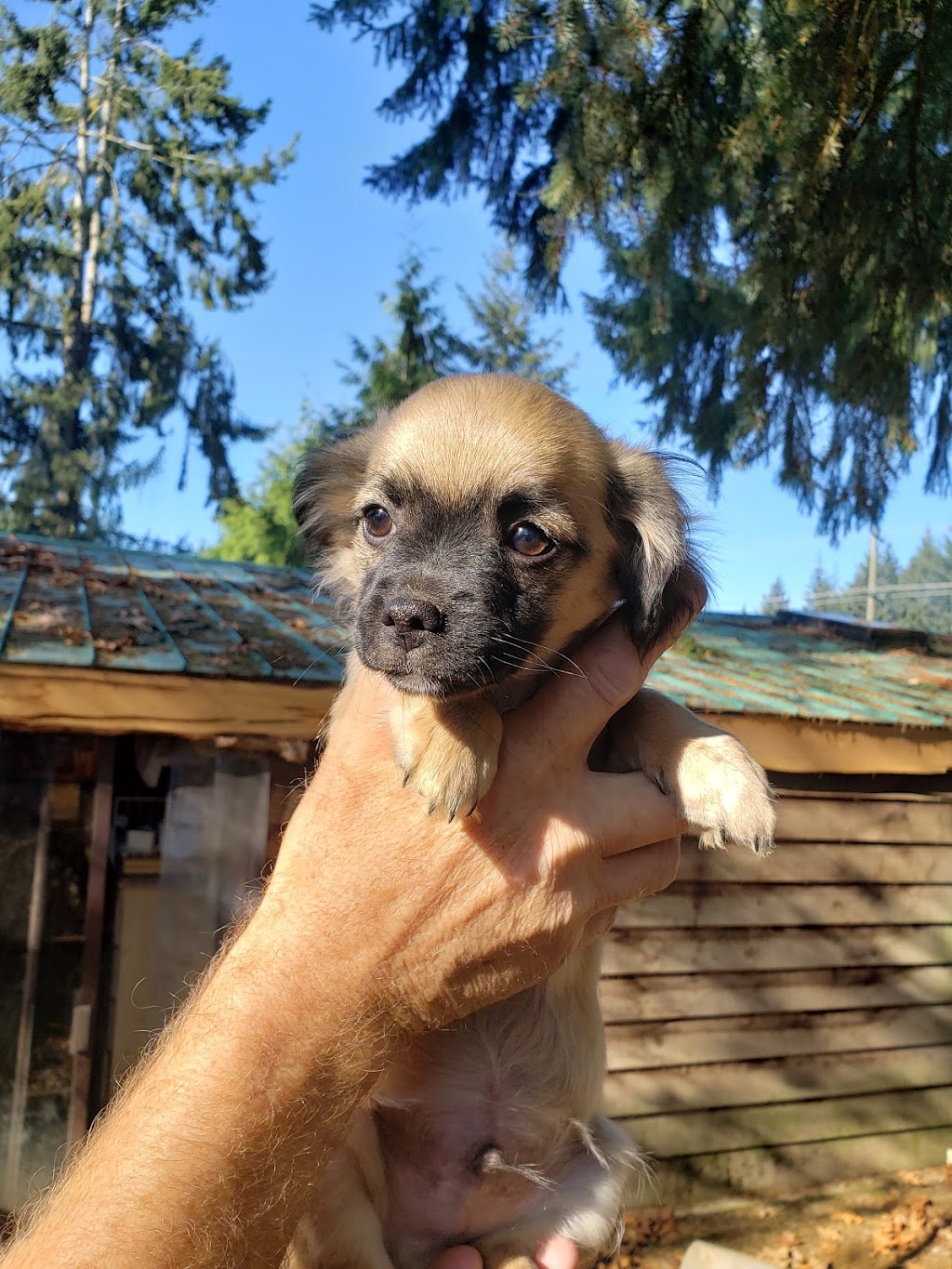 Mixed Blessings Puppies | 2040 Herd Rd, Duncan, BC V9L 5W3, Canada | Phone: (778) 422-3342