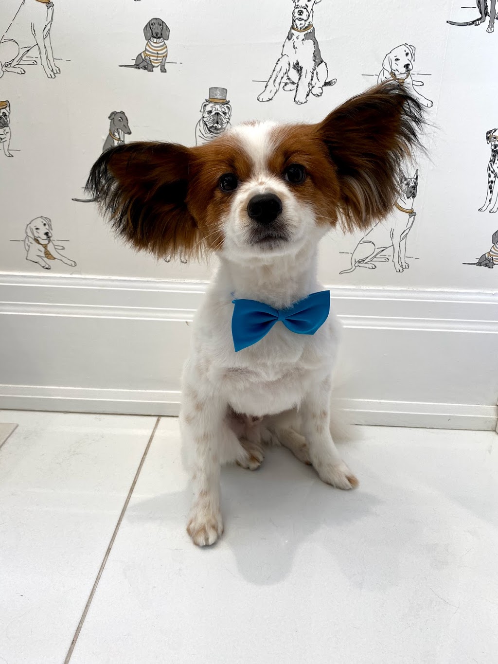 Junos Dog Grooming | 312 Rustic Rd, Toronto, ON M6L 1W5, Canada | Phone: (416) 245-5866