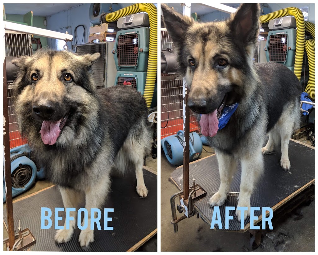 Pet Junction Grooming & Supplies | 27257 Fraser Hwy #101, Aldergrove, BC V4W 3P9, Canada | Phone: (604) 856-3386