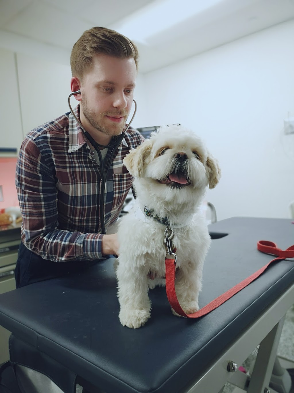 Toronto Animal Health Partners Emergency and Specialty Hospital | 1 Scarsdale Rd, North York, ON M3B 2R2, Canada | Phone: (416) 380-7400