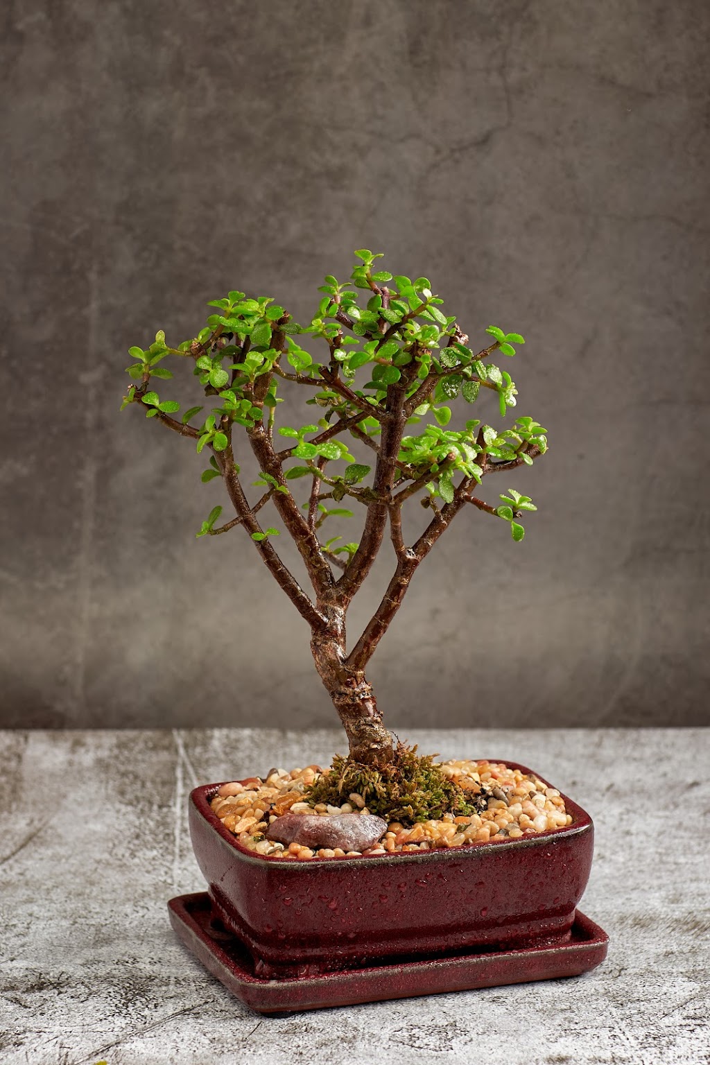 Bonsai Ottawa | 2784 Lancaster Rd unit C1, Ottawa, ON K1B 4S4, Canada | Phone: (613) 276-7267