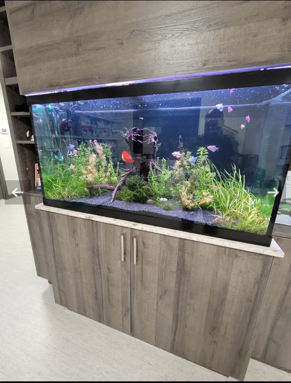 Coral Reefs & Aquariums | 20 Davenrich Ct, Brampton, ON L6Z 1N6, Canada | Phone: (905) 794-2224