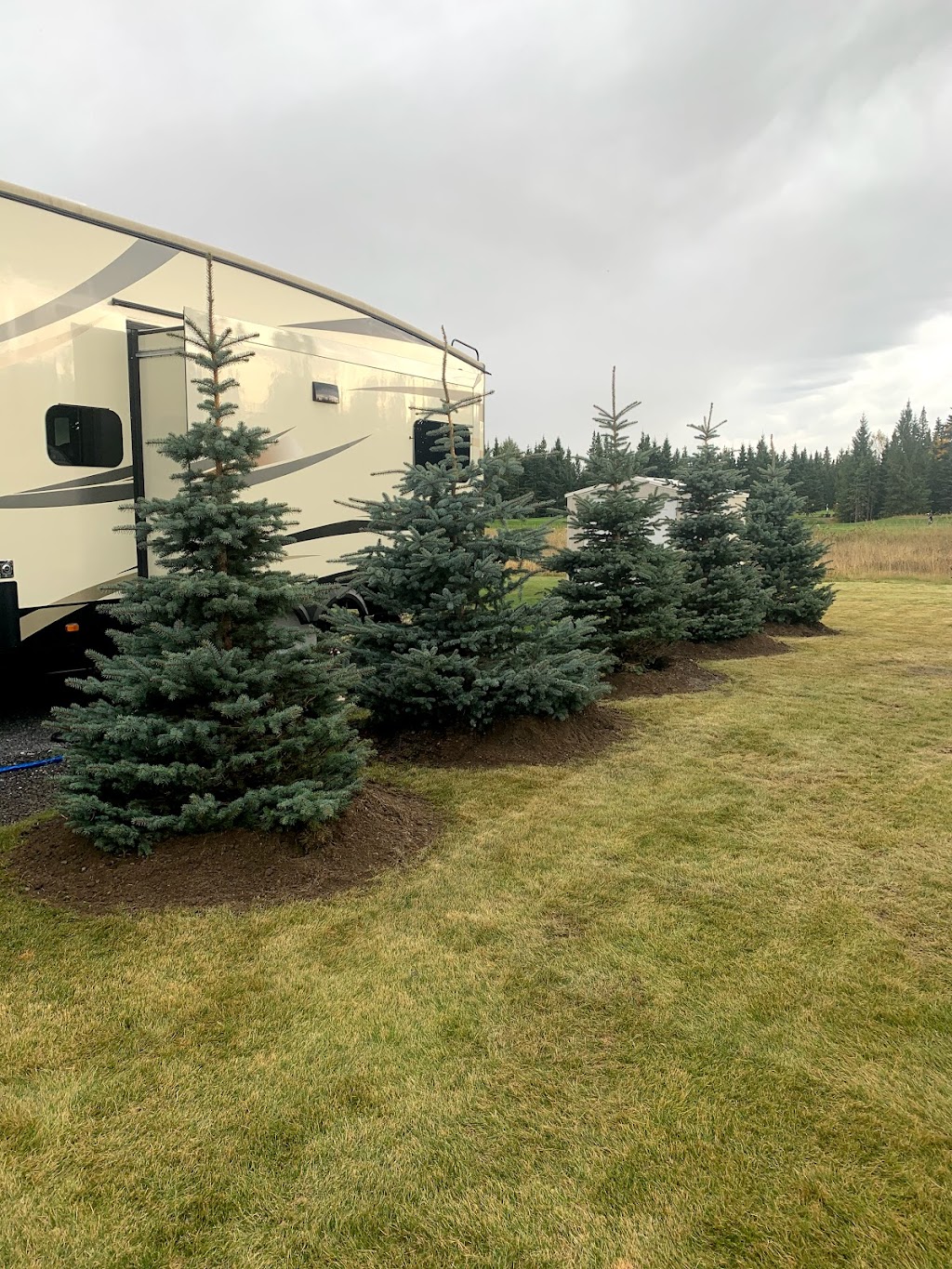 Mattson Tree Farm | 331252 Range Road 22, Box 19 Site 1 RR2, Olds, AB T4H 1P3, Canada | Phone: (403) 556-2965