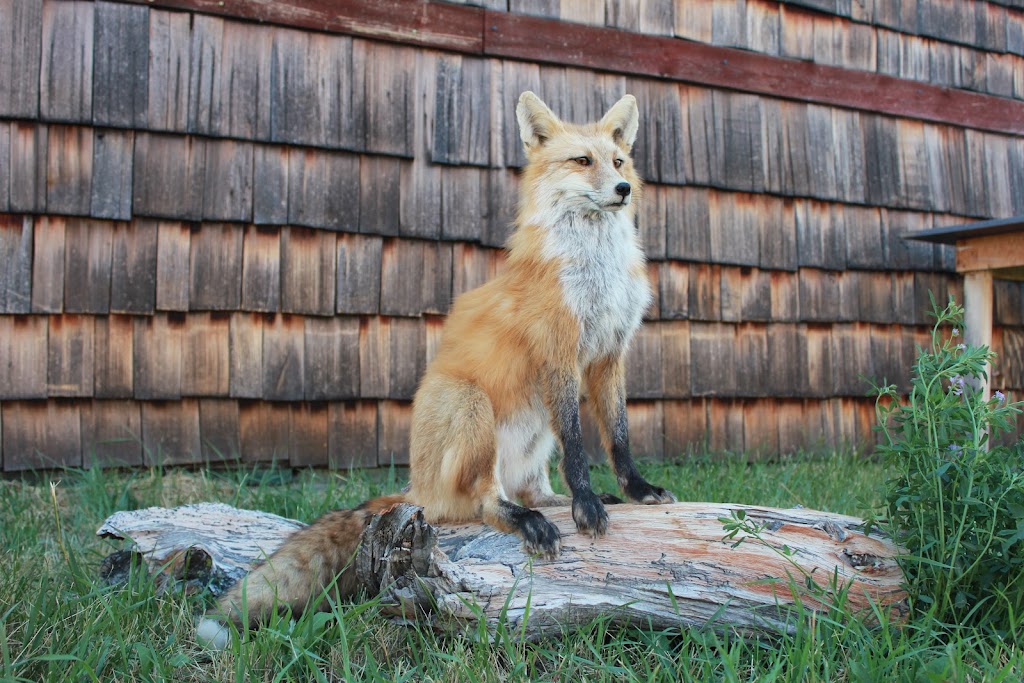 Altitude Taxidermy & Wildlife Artistry | 52048 Range Rd 265, Cardston County, AB T0K 2R0, Canada | Phone: (403) 682-7214