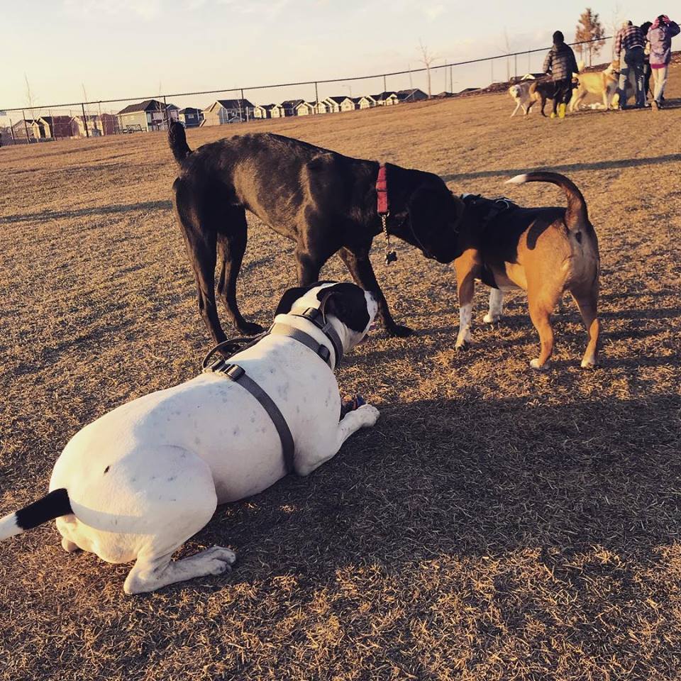 Manning Village off-leash Dog Park | Ebbers Boulevard & 144 Avenue, Edmonton, AB T5Y 3B2, Canada