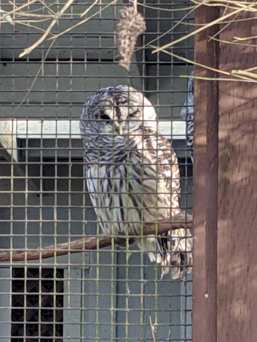 OWL Orphaned Wildlife Rehabilitation Society | 3800 72 St, Delta, BC V4K 3N2, Canada | Phone: (604) 946-3171