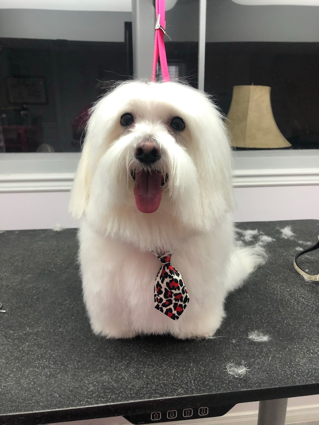 Doggie Styles Pet Grooming | 1346 Dequincy Crescent, Burlington, ON L7P 1E4, Canada | Phone: (905) 630-9113