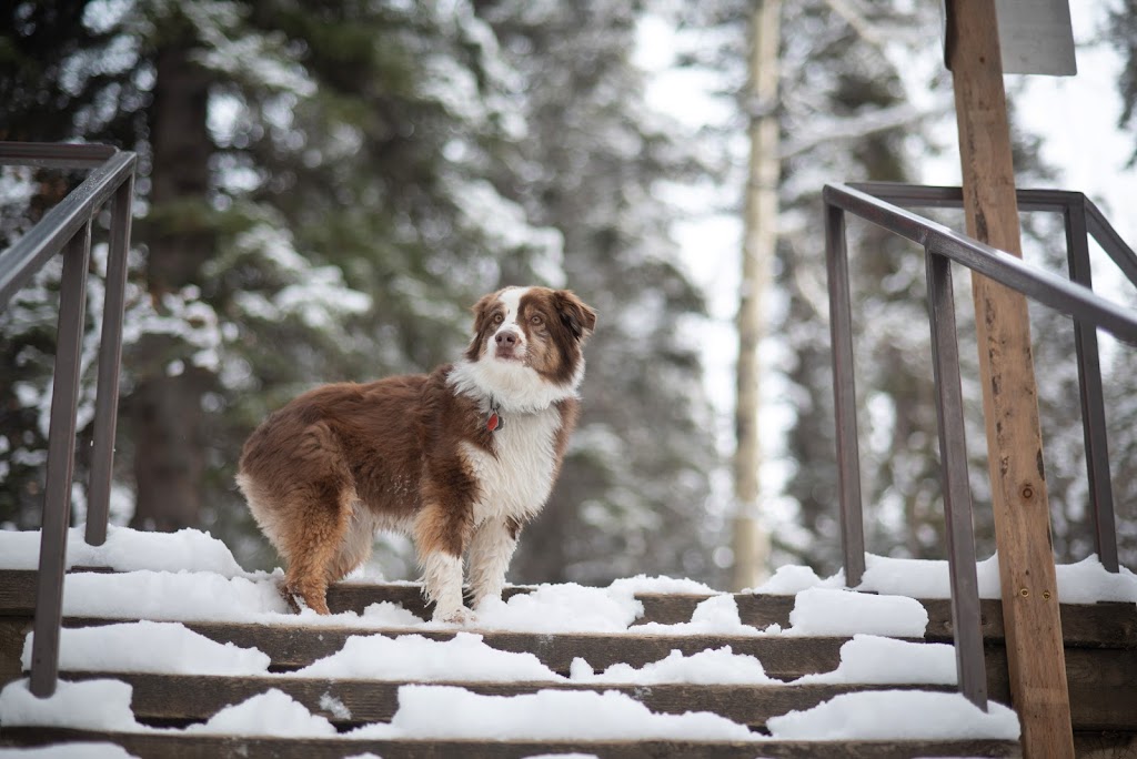 Cochrane & Area Humane Society | 62 Griffin Industrial Point, Cochrane, AB T4C 0A3, Canada | Phone: (403) 932-2072