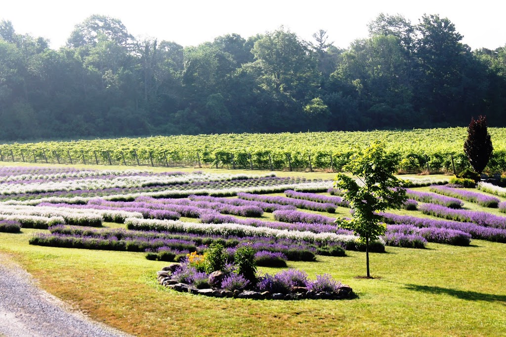 Bonnieheath Estate Lavender & Winery | 410 Concession 12 Townsend, Waterford, ON N0E 1Y0, Canada | Phone: (519) 443-7125