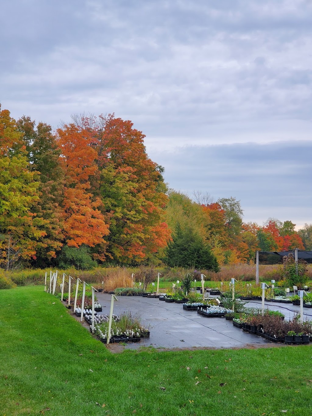 Native Plants in Claremont | 4965 Westney Rd N, Claremont, ON L1Y 1A2, Canada | Phone: (416) 888-3363