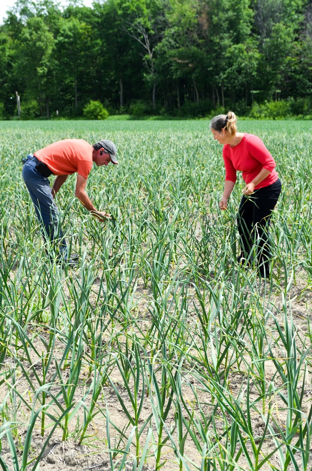 Bulzail inc. | 125 Rang de la Rivière S, Saint-Esprit, QC J0K 2L0, Canada | Phone: (450) 898-8896