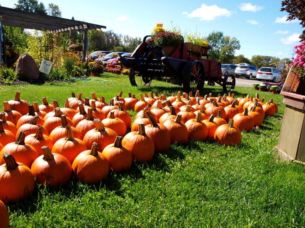 Round The Bend Farm | 16225 Jane St, Kettleby, ON L7B 0G3, Canada | Phone: (905) 727-0023