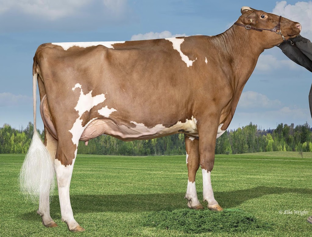 Mellowdale Dairy | AB-769, Bloomsbury, AB T0G 0G0, Canada | Phone: (780) 674-6293