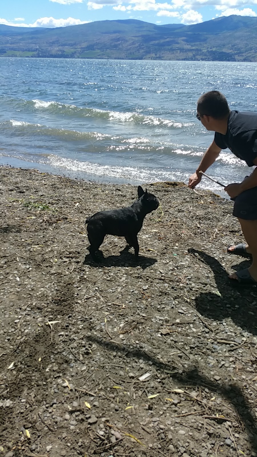 Gellatly Dog Beach | Gellatly Rd, West Kelowna, BC V4T 2K3, Canada | Phone: (250) 768-2712