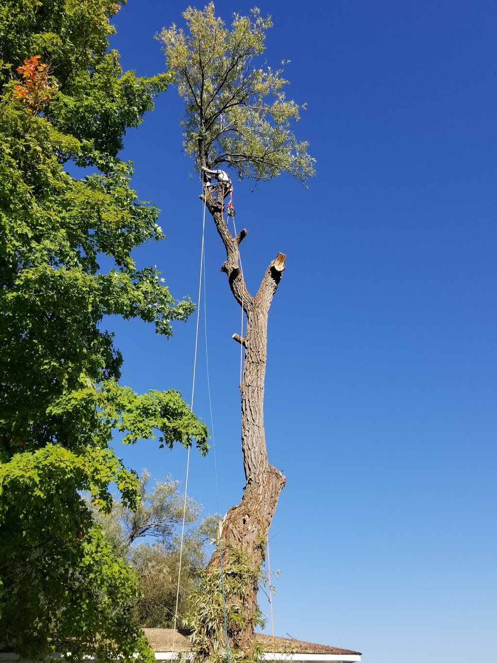 Jode Tree Service | 109 North St, Bobcaygeon, ON K0M 1A0, Canada | Phone: (705) 344-5338