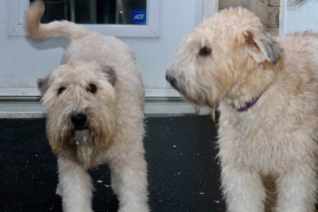 Elevage All Stars Wheaten Terrier | 2150 Rue Fradet, Drummondville, QC J2B 1N7, Canada | Phone: (819) 850-8881