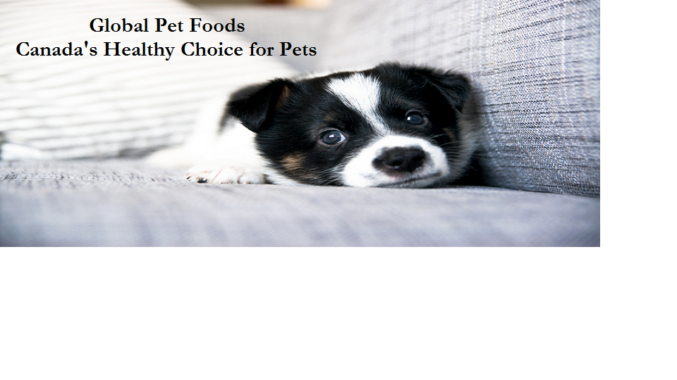 Global Pet Foods | 940 Jamieson Pkwy #8, Cambridge, ON N3C 4N6, Canada | Phone: (519) 651-1056