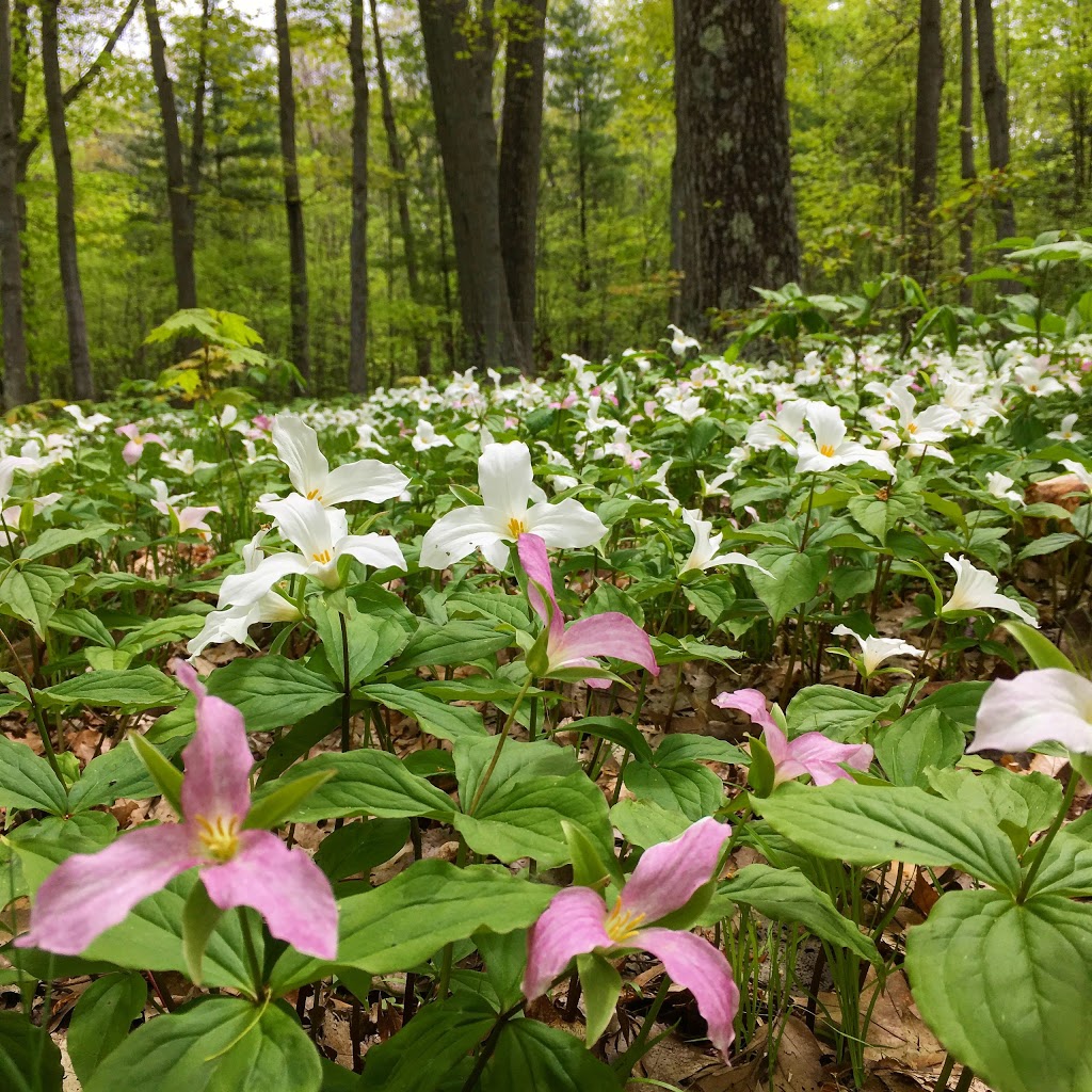 Lemoine Point Conservation Area | Trillium Trail, Kingston, ON K7M, Canada