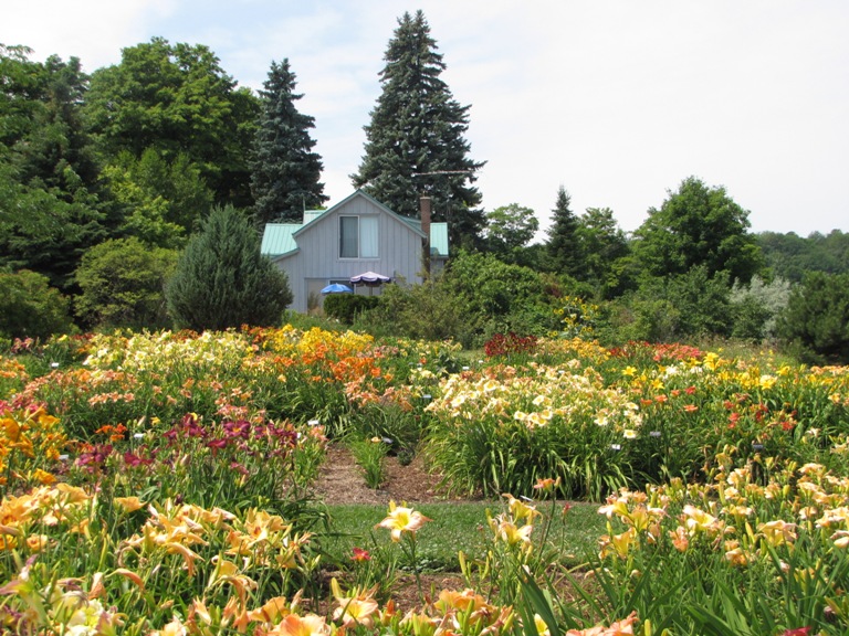 Nottawasaga Daylillies | Concession Rd 3, Creemore, ON L0M 1G0, Canada | Phone: (705) 466-2916