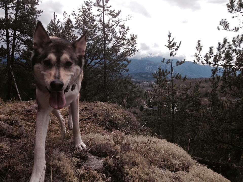 Squamish Dog Walking and Boarding, "Annie Let the Dogs Out" | 40340 Aristotle Dr, Squamish, BC V8B 0V5, Canada | Phone: (604) 892-8005