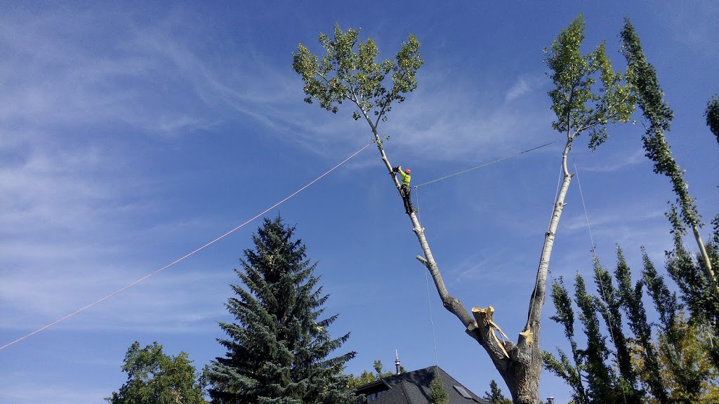 bp tree services | 535 34a St NW, Calgary, AB T2N 2Y6, Canada | Phone: (587) 581-4232