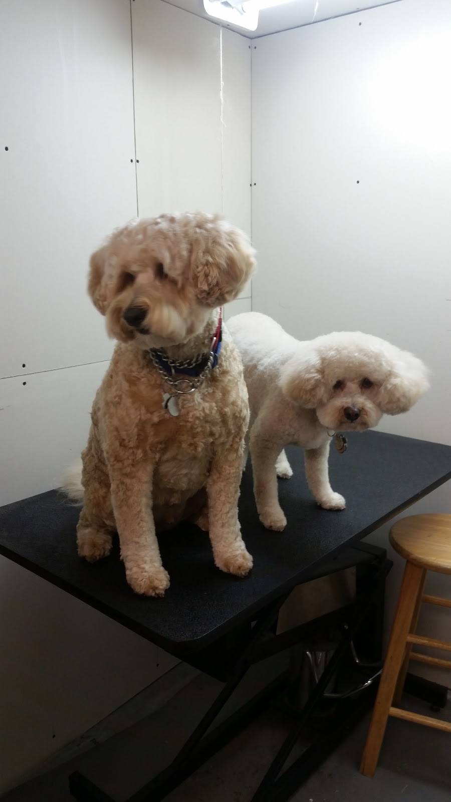 Julies Pet Grooming | 49 Seabrooke Dr, Hamilton, ON L8E 1N3, Canada | Phone: (905) 312-0754