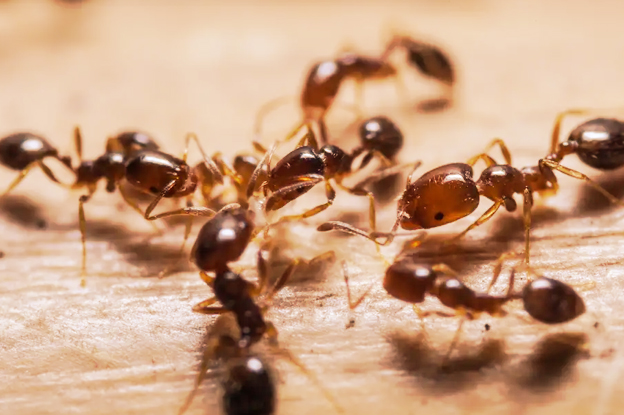 Acme Pest Solutions- Pest control Oakville, Bed bug, Ant,Cockroach removal Oakville | 2870 Portland Dr, Oakville, ON L6H 5W8, Canada | Phone: (416) 453-2444