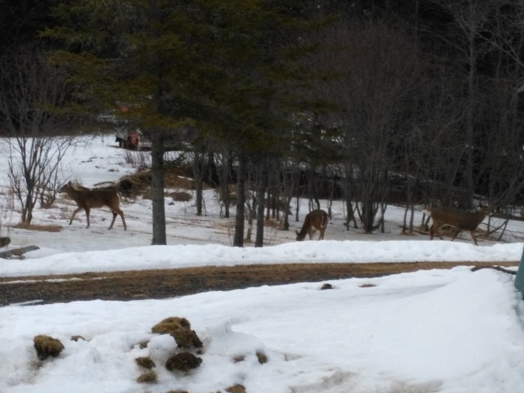 Spruce Cone Cabins | 2067 N Main St, Pittsburg, NH 03592, USA | Phone: (603) 538-6361