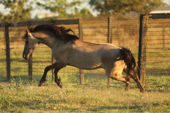 Big Sky Kiger Horses | 218026 72 St E, Rural, AB T1S 3V6, Canada | Phone: (403) 998-0525