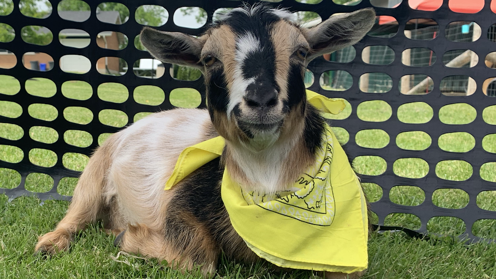 Goat Your Back Farm & Yoga | 1797 10th Side Rd, Tottenham, ON L0G 1W0, Canada | Phone: (416) 970-3089