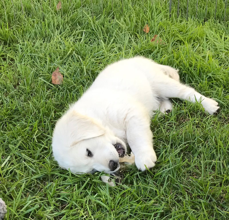 Perfect Retriever Puppies | 4200 Perivale Rd, Mississauga, ON L5C 3Y5, Canada | Phone: (810) 442-5470