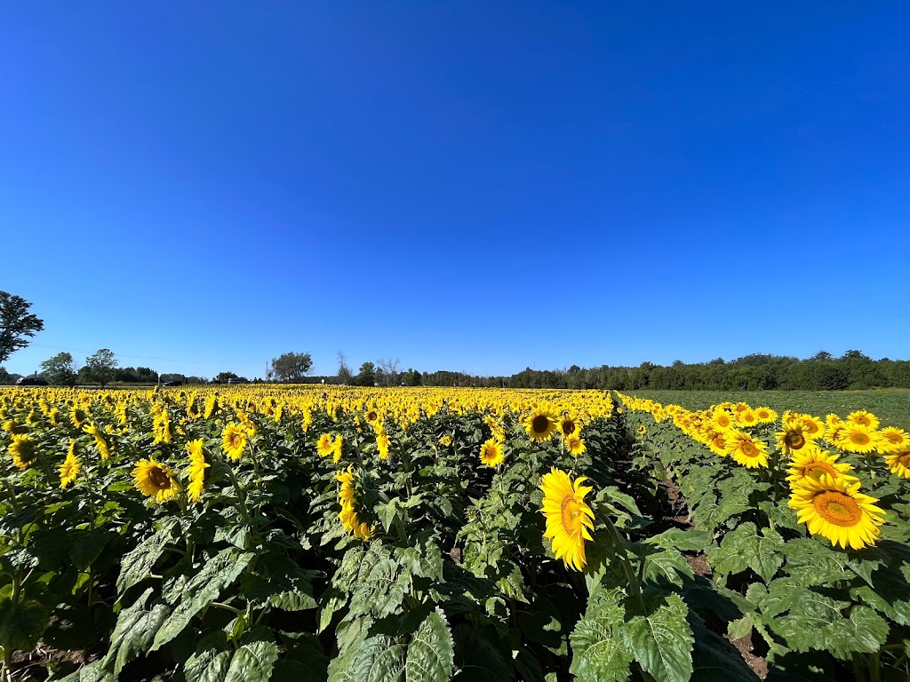 The Little Sunflower Farm | 347 Lindsay St S, Lindsay, ON K9V 4R4, Canada | Phone: (416) 316-9543