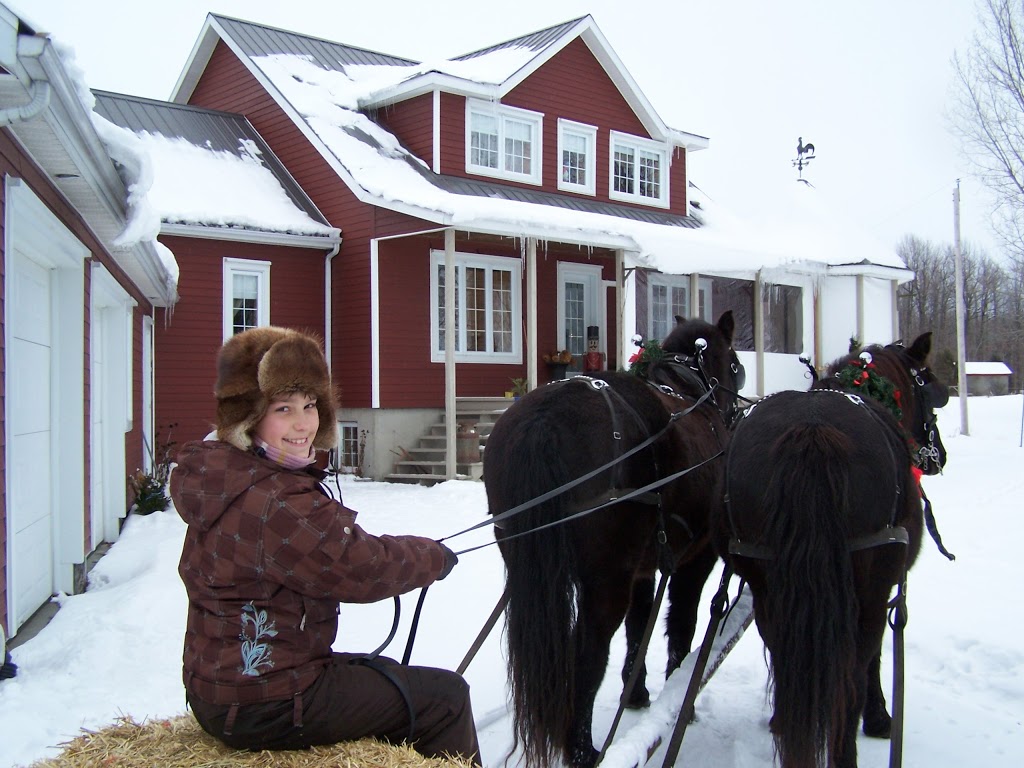 Écurie Kanadian élevage de chevaux canadiens | 923 4e Rang O, Saint-Simon, QC J0H, Canada | Phone: (514) 953-0673