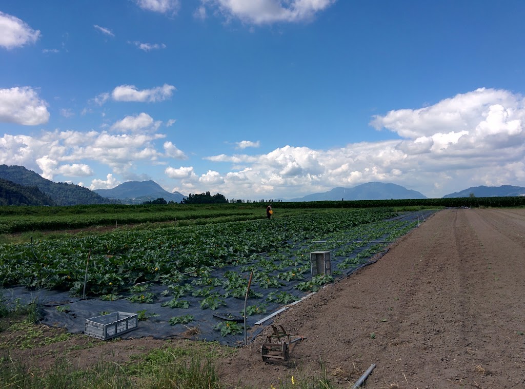 Forstbauer Family Natural Food Farm | 49350 Prairie Central Rd, Chilliwack, BC V2P 6H3, Canada | Phone: (604) 794-3999