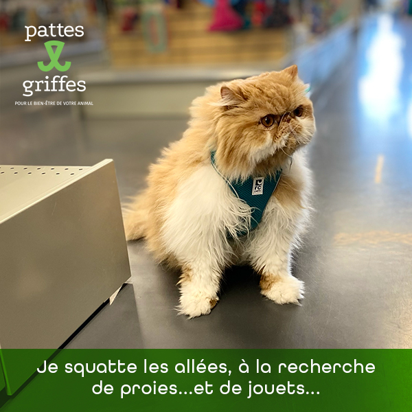 Pattes et Griffes St-Hubert | 1585 Bd des Promenades, Saint-Hubert, QC J3Y 5K2, Canada | Phone: (450) 812-8812