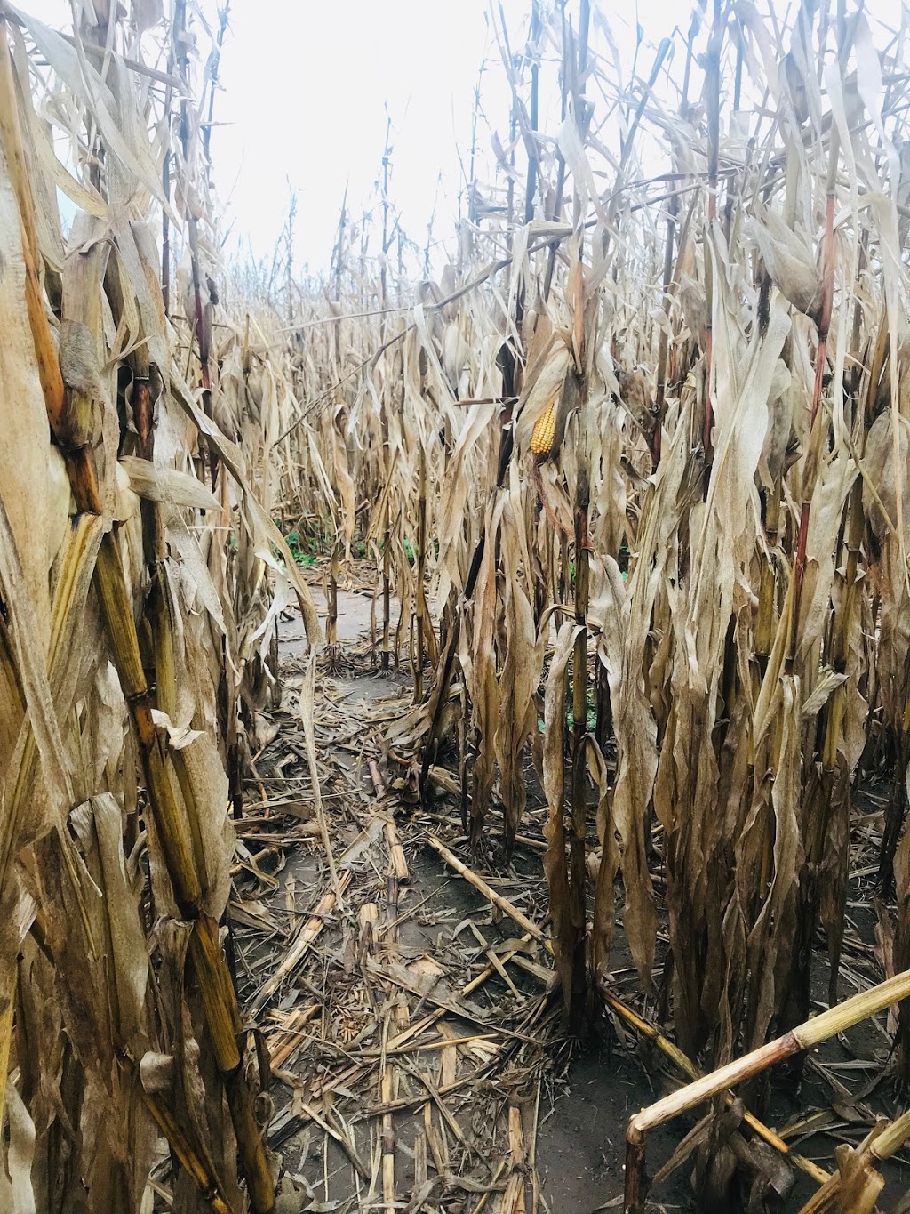 Hanes Corn Maze | 1001 #, ON-5, Dundas, ON L9H 5E2, Canada | Phone: (905) 628-5280