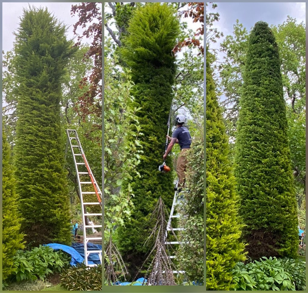 Pacific Roots Tree Service | 3085 Island View Rd, Saanichton, BC V8M 1W3, Canada | Phone: (778) 678-1933