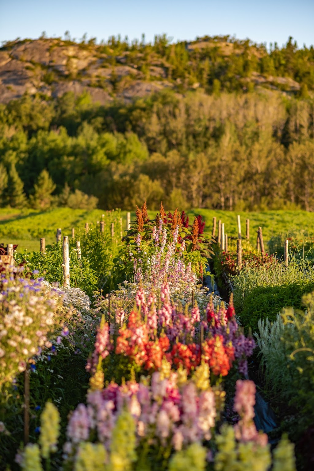 Les Luciennes - ferme florale | 23 Rte 132 E, Saint-André-de-Kamouraska, QC G0L 2H0, Canada | Phone: (418) 551-6351