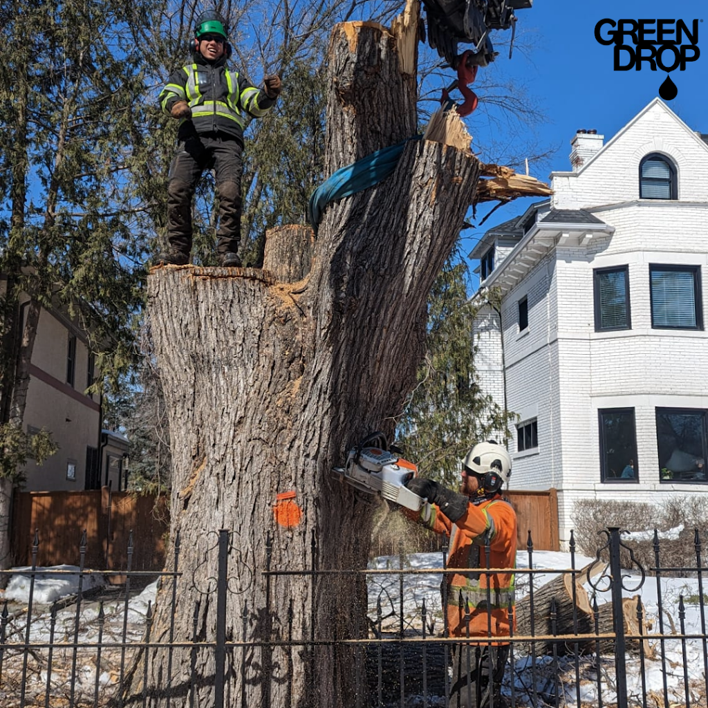 Green Drop Tree Care | 6660 Taylor Dr. #105, Red Deer, AB T4P 1Y3, Canada | Phone: (833) 928-8733