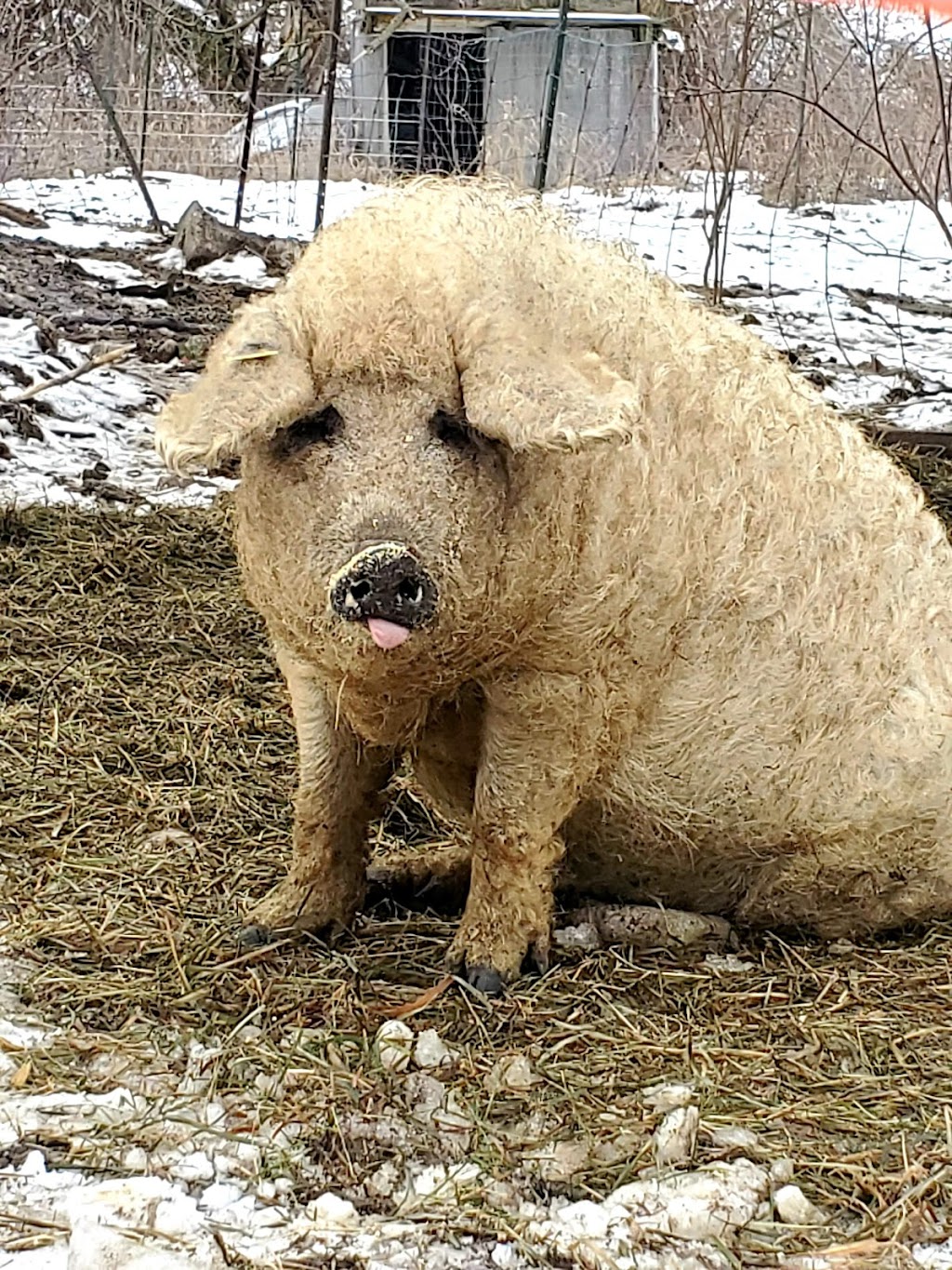 Canadian Mangalitsa Farms | 1717 County Rd 38, Campbellford, ON K0L 1L0, Canada | Phone: (289) 890-0438