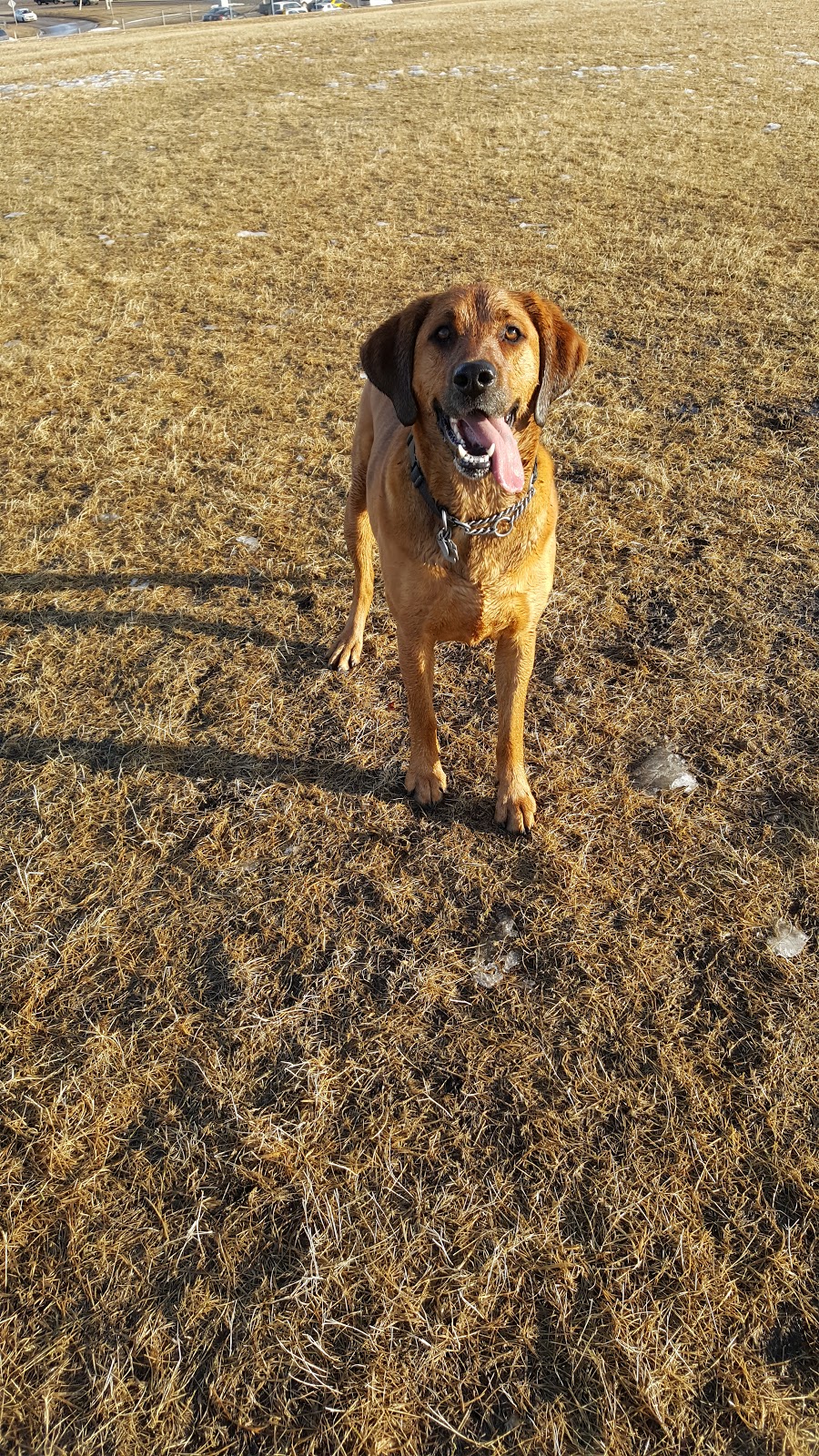 Mcknight/Falconridge Dog Park | 111 Falwood Way NE, Calgary, AB T3J 1A8, Canada