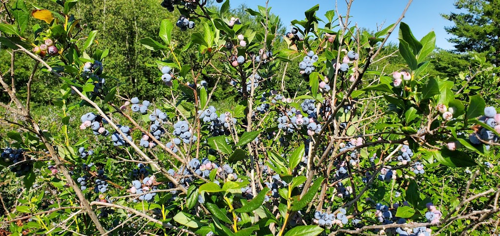 Bleuetière Planète Bleue | 245 Rang Saint-Jean-Baptiste, Saint-Chrysostome, QC J0S 1R0, Canada | Phone: (450) 826-3957