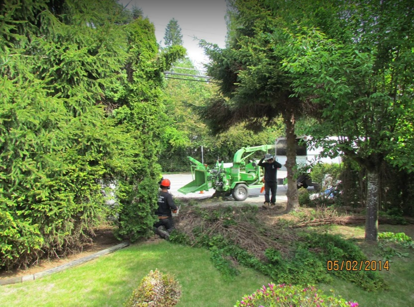 Tall Timber Tree Services - North Delta | 11738 Caribou Rd, Delta, BC V4E 2B2, Canada | Phone: (604) 541-8733