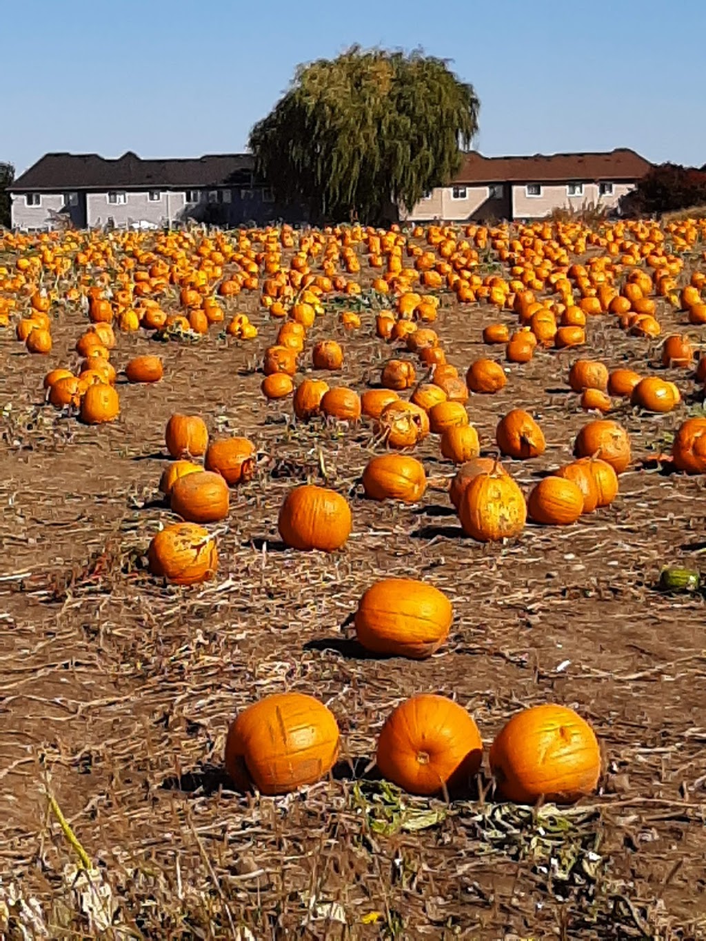 Watson Farm Market | 2287 Durham Regional Hwy 2, Bowmanville, ON L1C 3K7, Canada | Phone: (905) 623-9109