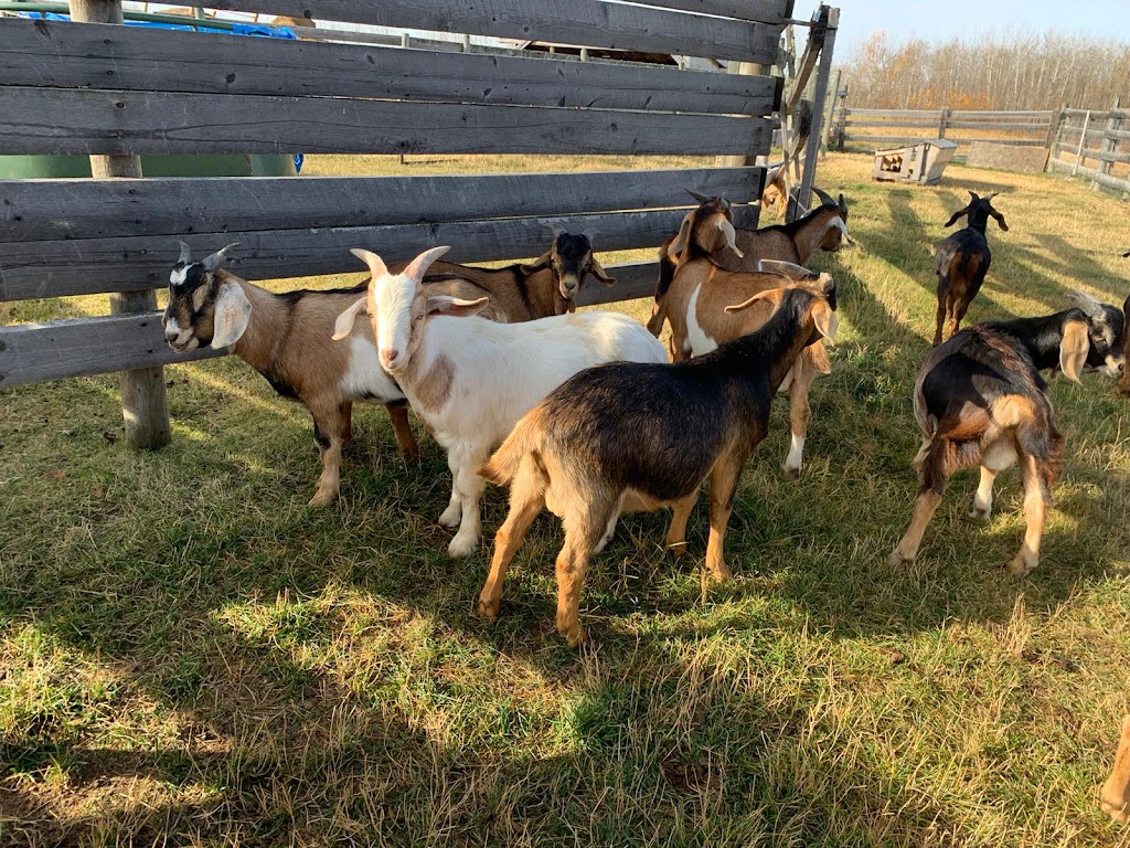 Ashiq Family Goat farm | 55503 AB-777, Alberta T0E 1V0, Canada | Phone: (780) 219-4398