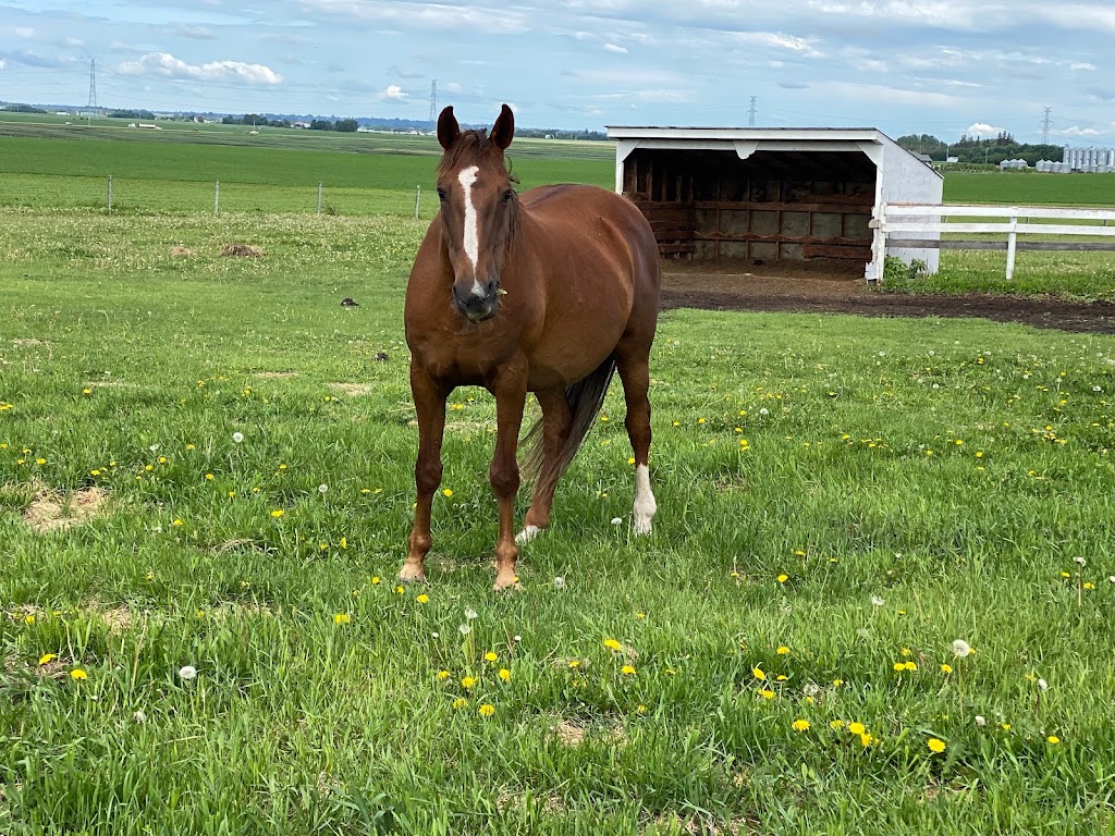 Speer Stables | Range Rd 231, Alberta T8L 5B6, Canada | Phone: (780) 850-2191