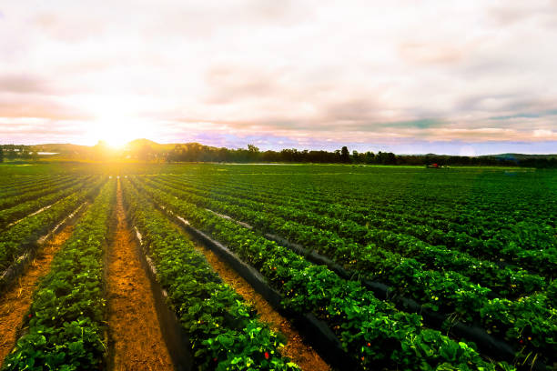 Sun Valley Orchards Canada | 30074 Old Banff Coach Rd, Calgary, AB T3Z 3M9, Canada | Phone: (587) 842-0544