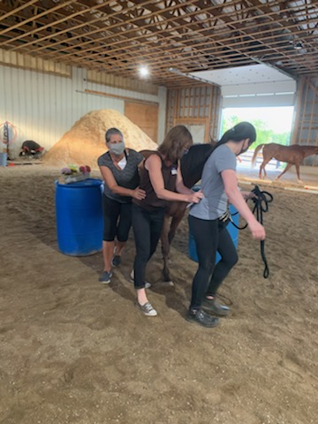 Transitions Equine Assisted Learning | 675671 16 Line, Innerkip, ON N0J 1M0, Canada | Phone: (226) 232-5410